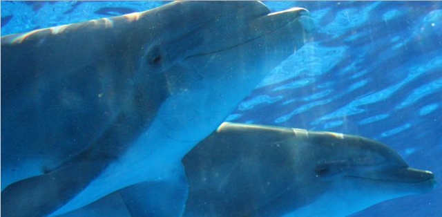  en el mar con delfines 